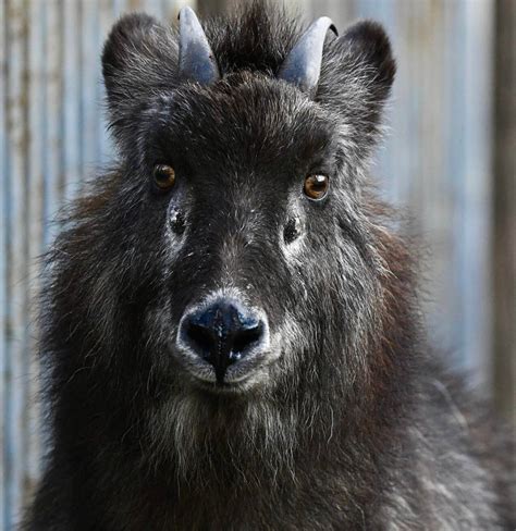 Interesting Facts About Japanese Serow: Appearance, Habitat, Diet, And ...