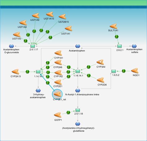 Acetaminophen metabolism Pathway Map - PrimePCR | Life Science | Bio-Rad