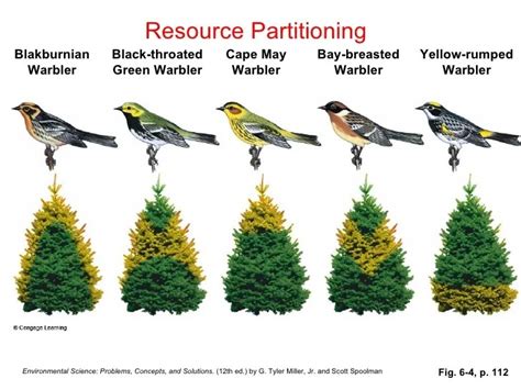Niche Differentiation - Resource Partitioning | Tieni Nhea.