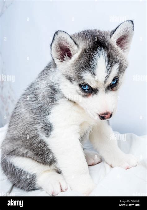 Cute Siberian husky puppy with blue eyes Stock Photo - Alamy