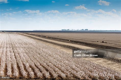 Cotton Harvest High-Res Stock Photo - Getty Images