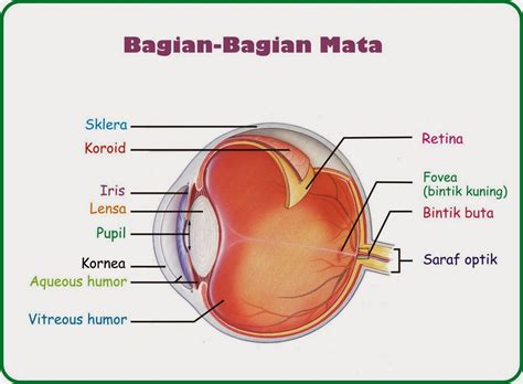 Kornea Mata ( cornea eye ) dan Cara Mengatasi Kornea Mata Tergores , Berwarna Kuning , Putih dan ...