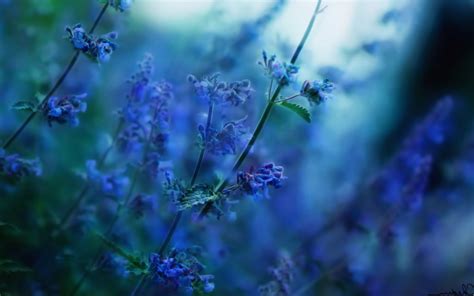 flowers, Nature, Depth Of Field, Sunlight, Blurred, Blue Flowers Wallpapers HD / Desktop and ...