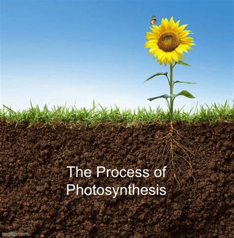 Photosynthesis Gif Image