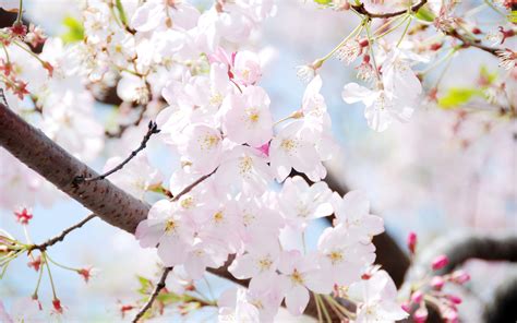 Korea Spring Wallpapers - Top Free Korea Spring Backgrounds ...