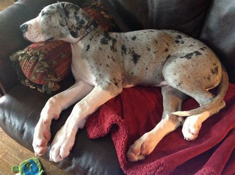 35 Great Danes Sleeping In Totally Ridiculous Positions | The Paws ...