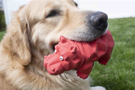 Top Reasons Why Your Dog Loves Squeaky Toys | Multipet