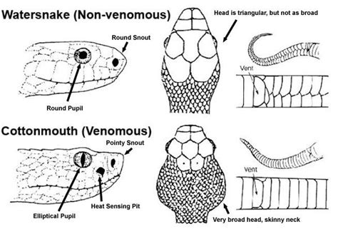 Venomous vs. non-venomous snakes 1 | VENOMOUS Snakes | Pinterest | Snakes