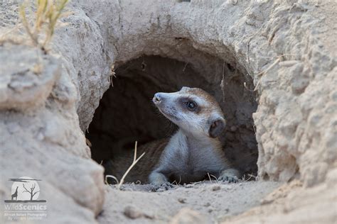 Meerkat emerging from a burrow. | Wild Scenics Photography