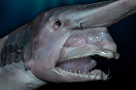 Top 10 Creepy Deep Sea Creatures | Scary Ocean Monsters