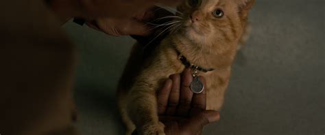 Why Goose the Cat Is Pivotal to Captain Marvel, Avengers 4 | Time