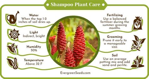 Shampoo Plant: Easy Guide for Care Requirements and Propagation