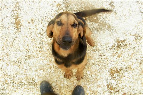 12 Basset Hounds Mixed With Bloodhound - The Paws