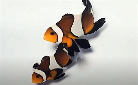 Longfin Mocha Clownfish Aquarium Setup, Care, And Maintenance - Tiny ...