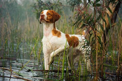 Brittany Dog Breed Information