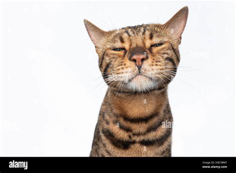 brown spotted bengal cat making funny face looking angrily disgusted or ...