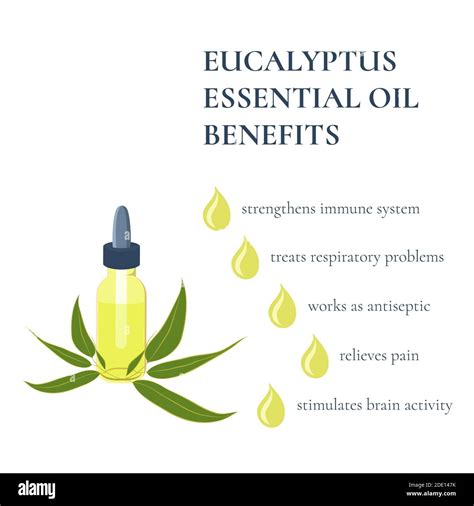 Benefits of eucalyptus essential oil, illustration Stock Photo - Alamy