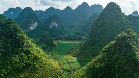 Rice Fields In Vietnam