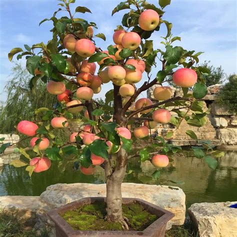 50pcs Very Rare Dwarf Apple Tree Sweet Fruit Planted Fruit Trees Seeds ...