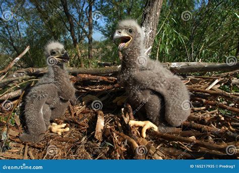 Young White-tailed Eagle Chicks in the Nest Stock Image - Image of ...