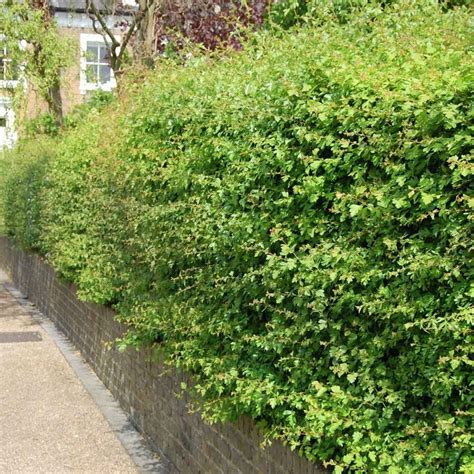 Hawthorn hedge plants | Crataegus monogyna hedging | Hedging plants, Plants, Hedges