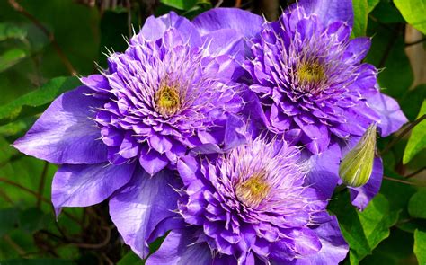 Clematis Blue Flower - Free photo on Pixabay - Pixabay