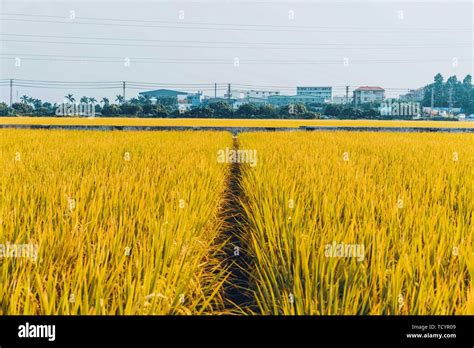 The beautiful natural scenery of the rice field in Zhou House, Dongguan ...