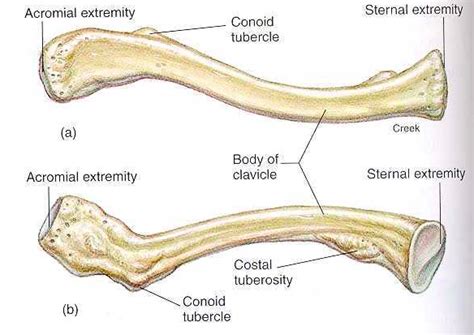 Clavicle Bone Markings