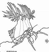 Crustaceans Coloring Page Pages sketch template