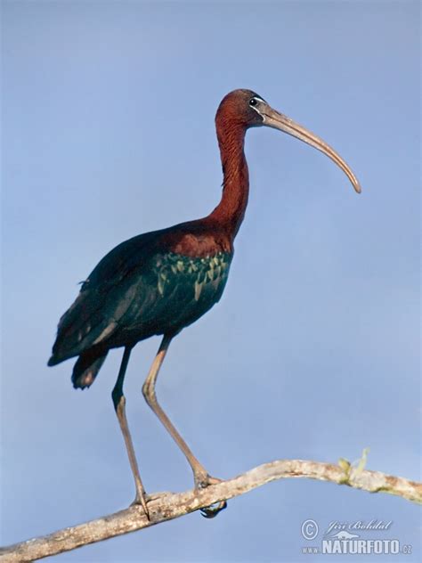 Animals World: nature flying birds of glossy ibis biography