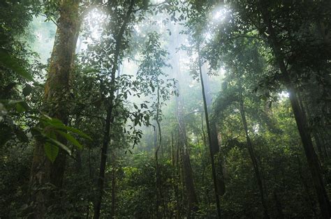 Roads and deforestation explode in the Congo basin