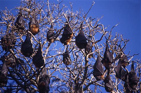 Image of bats hanging in a tree | CreepyHalloweenImages