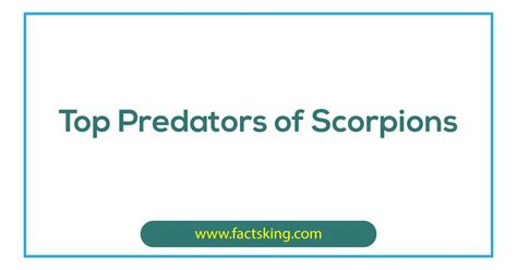 Top 10 Predators of Scorpions that Eat Scorpions - FactsKing.com