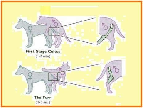 Dog Mating Diagram