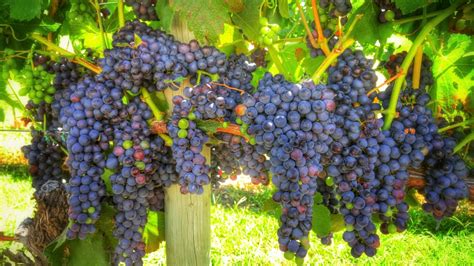 Grape Vine Care » Top Tips & Facts