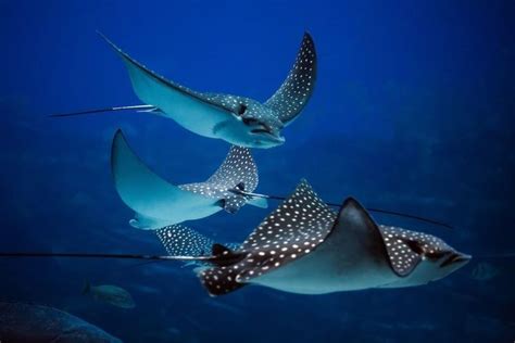 15 Stunning Stingray Facts | Beautiful sea creatures, Animals, Ocean ...