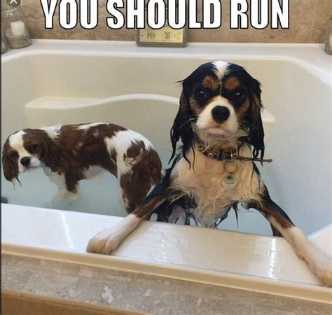 14 Funny Memes That You Must Show to Your Friend Who Own a Cavalier ...