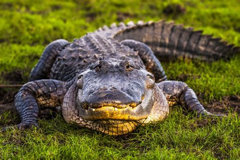 Alligator Hunting Season: Where, When, and How to Hunt Gators in the American South - Outdoor ...