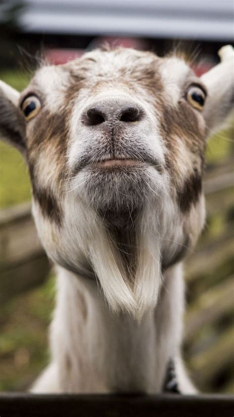 Funny Goat Wallpapers - Wallpaper Cave