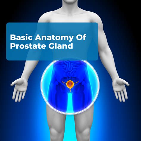 Male Human Body Organs Diagram Prostate