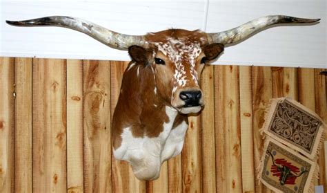 Decor – Longhorns Head To Tail Store