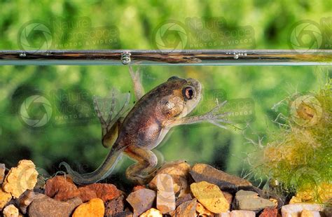 Xenopus laevis. African clawed frog. Tadpole. Metamorphosis ...