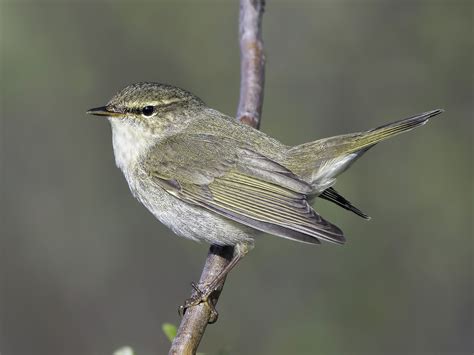 Arctic Warbler - eBird