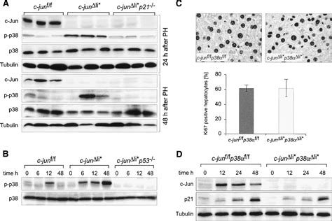 c-Jun/AP-1 controls liver regeneration by repressing p53/p21 and p38 MAPK activity