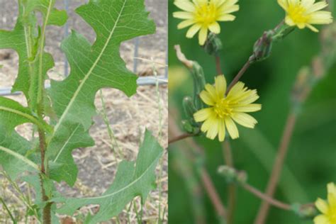 Lactuca serriola