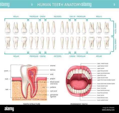 Premolar Teeth Diagram