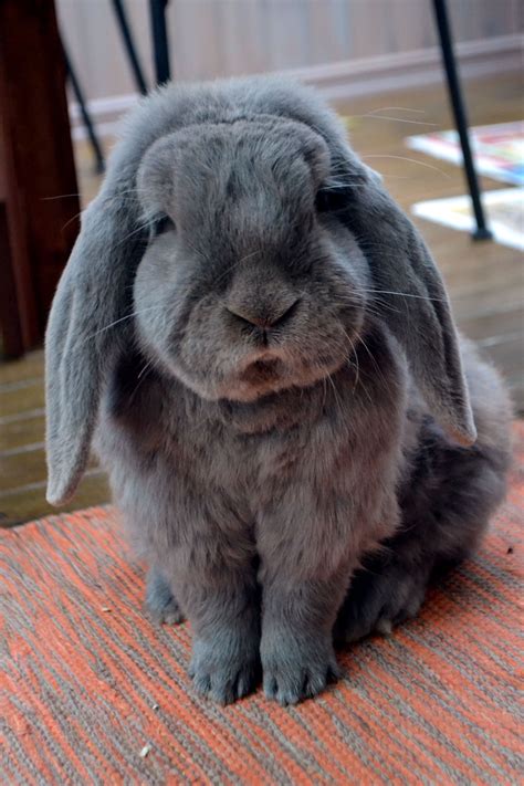 Look at the soft fur! | Pet bunny, Furry friend, Cute animals