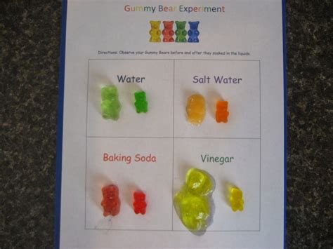 Gummy Bear Experiment Worksheet