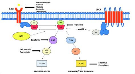 Signaling pathways and drug targets. AC: Adenyl cyclase; cAMP: Cyclic... | Download Scientific ...