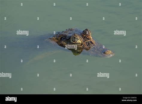 Spectacled Cayman (Caiman crocodilus crocodilus Stock Photo - Alamy